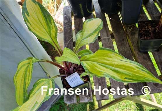 Hosta Lipstick Kiss